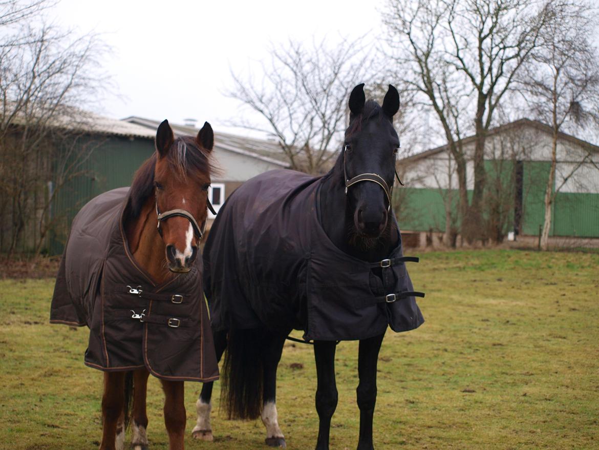 Dansk Varmblod Tranholms Santiago - 31. December 2016 billede 20