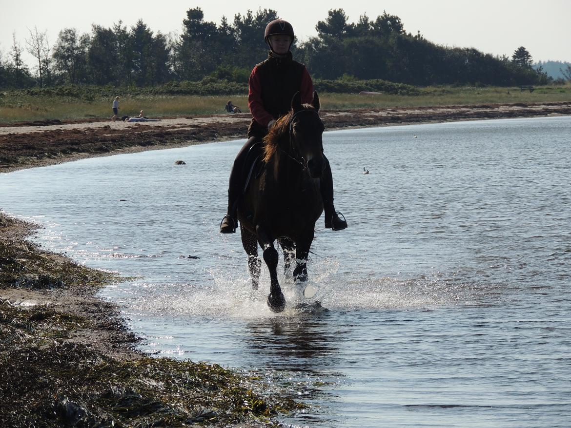 Anden særlig race Oscar - Ossie <3 - SOLGT billede 3