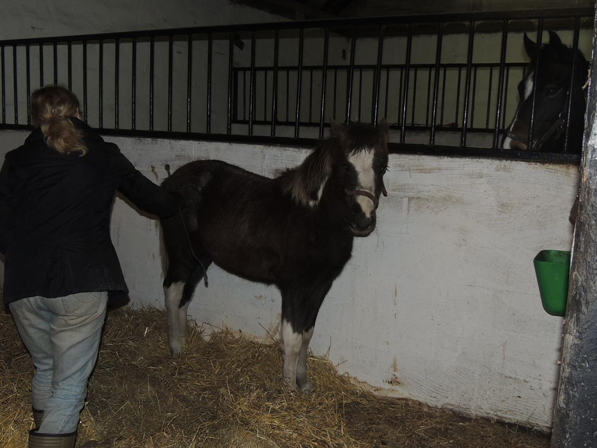 Anden særlig race Milky Slice - SOLGT - Da vi lige havde fået hende hjem - vi vænner hende til berøring. billede 8