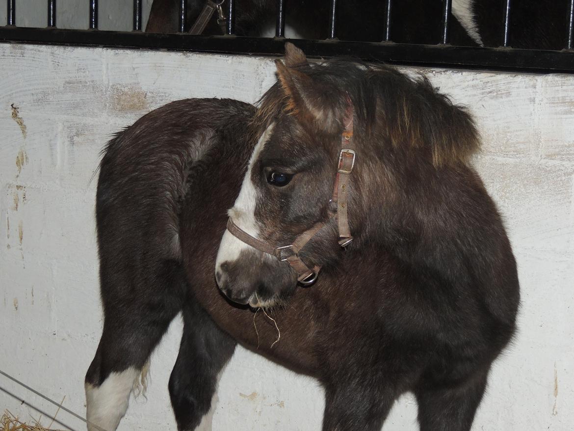 Anden særlig race Milky Slice - SOLGT billede 9