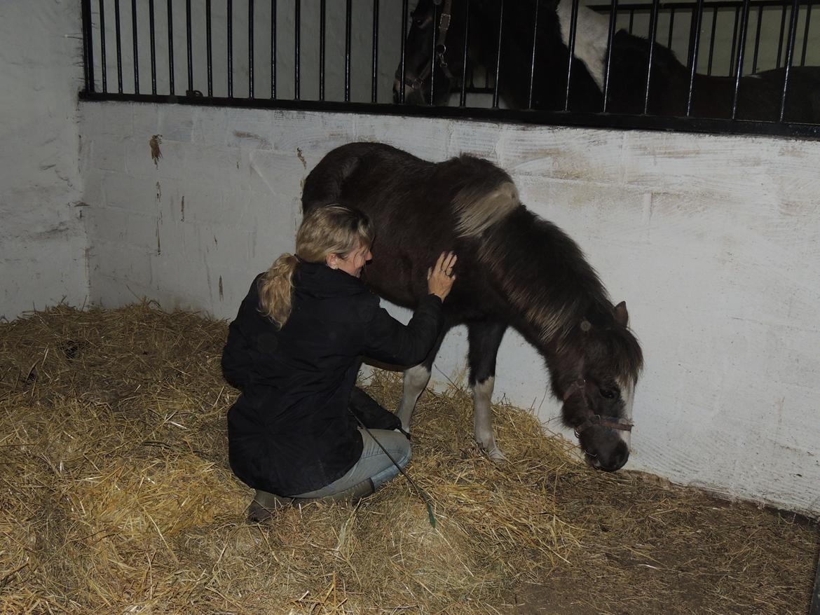 Anden særlig race Milky Slice - SOLGT billede 11