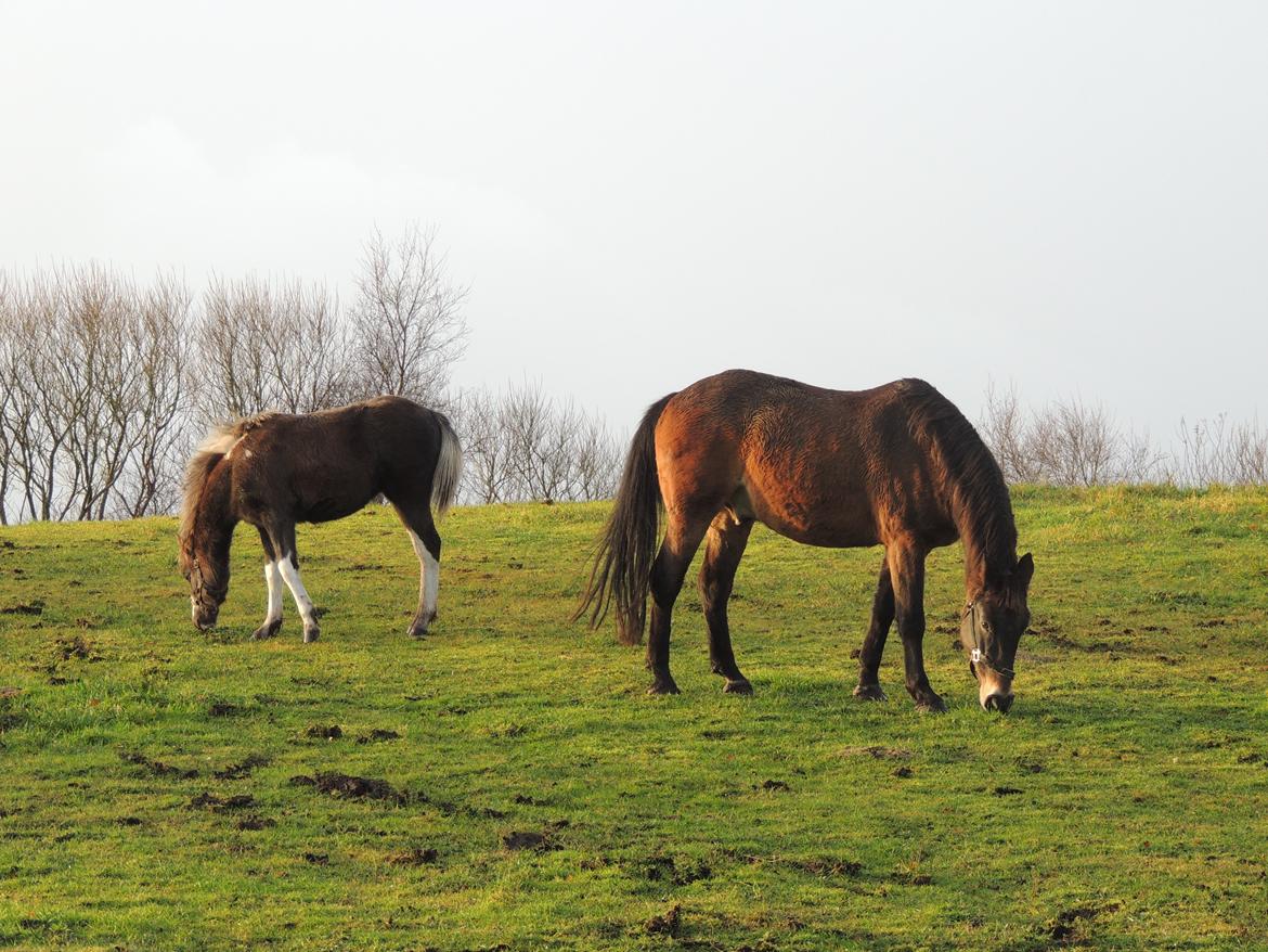 Anden særlig race Milky Slice - SOLGT - På fold med Ossie billede 6