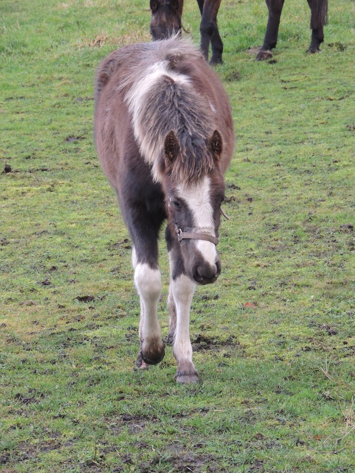 Anden særlig race Milky Slice - SOLGT billede 4