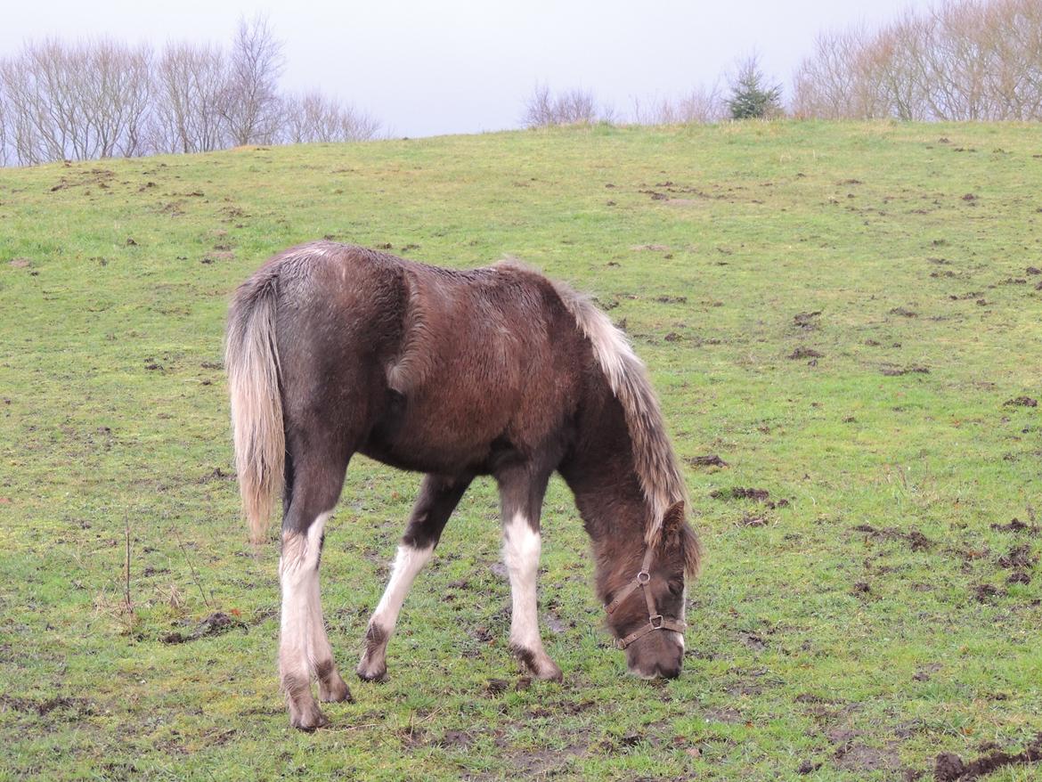 Anden særlig race Milky Slice - SOLGT billede 5
