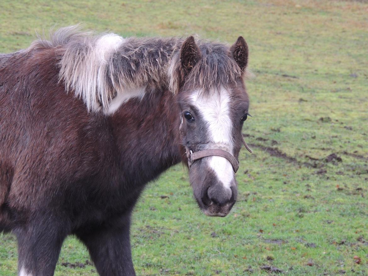Anden særlig race Milky Slice - SOLGT billede 2