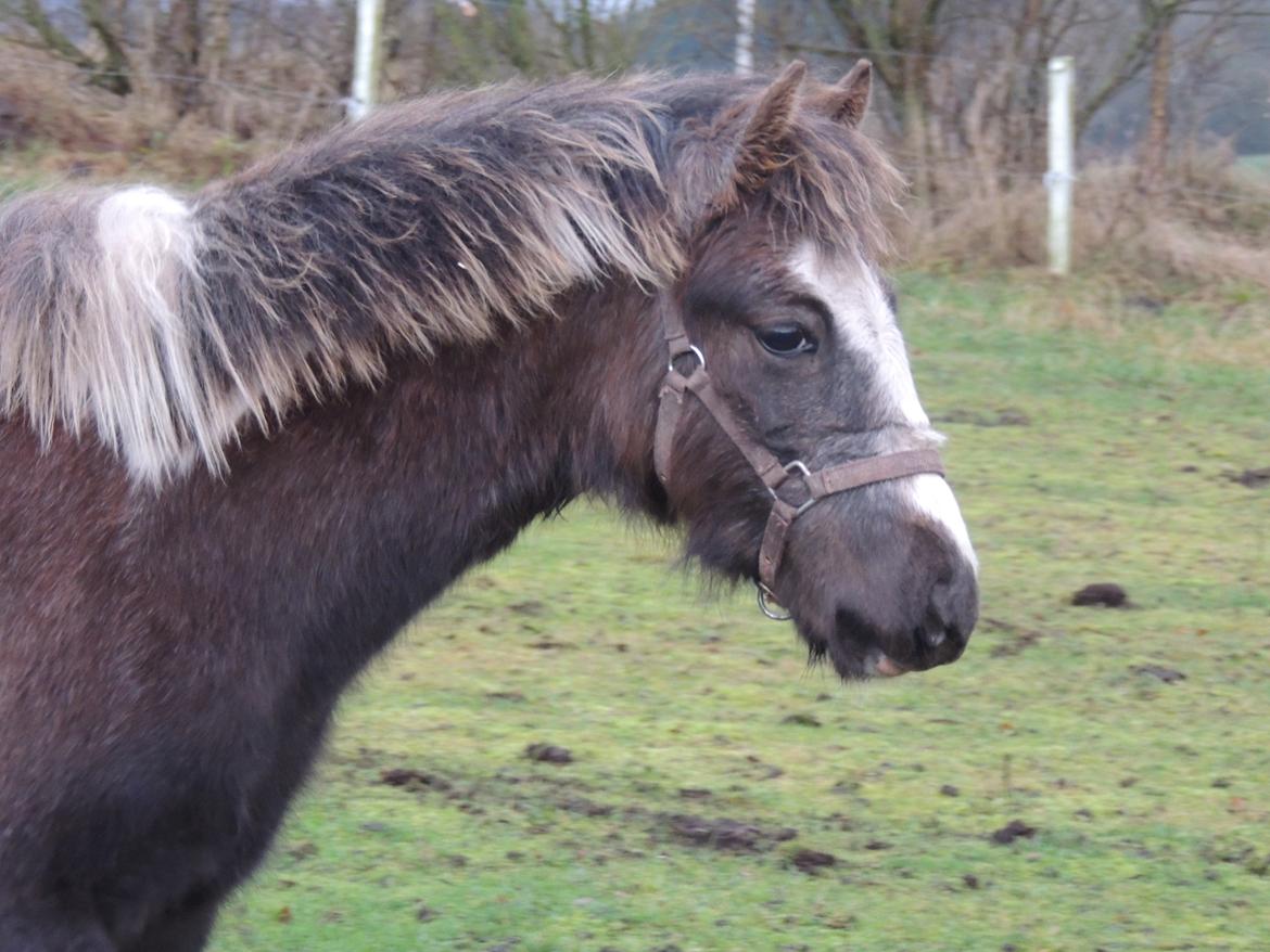 Anden særlig race Milky Slice - SOLGT billede 3