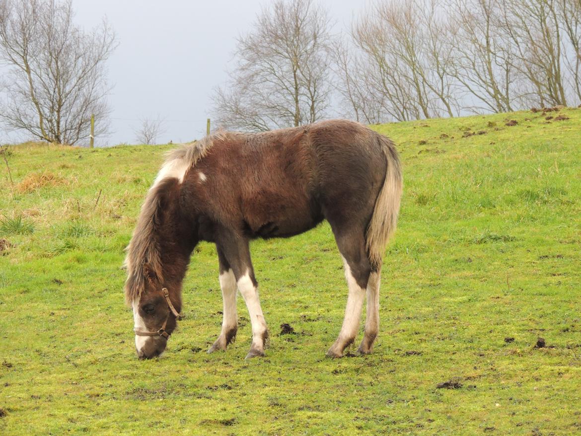 Anden særlig race Milky Slice - SOLGT billede 7