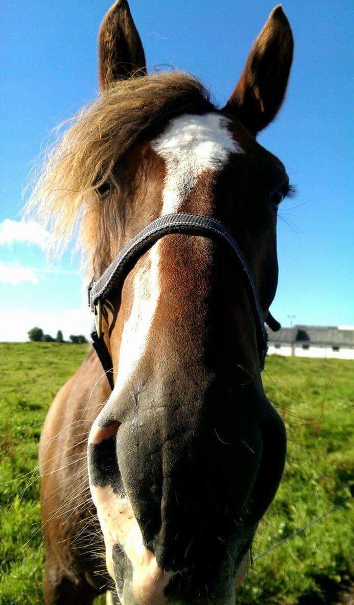 Anden særlig race Knass  billede 1