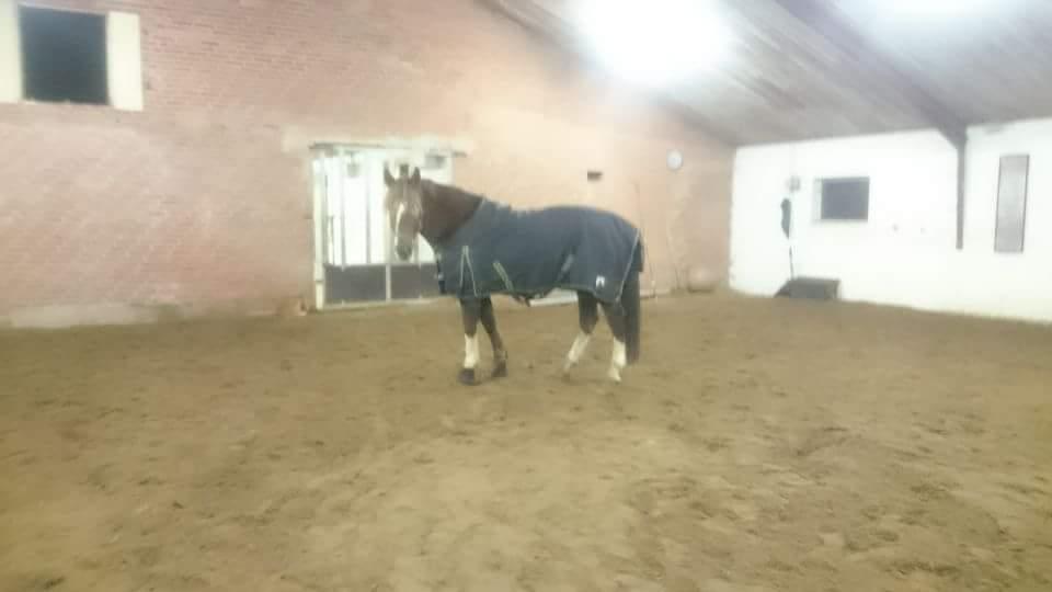 Anden særlig race Knass  billede 2