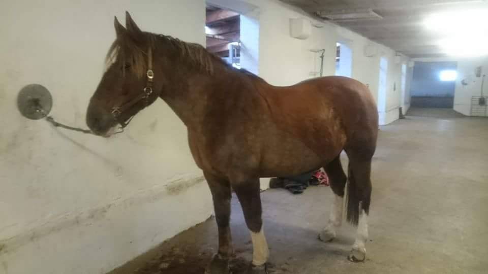 Anden særlig race Knass  billede 3