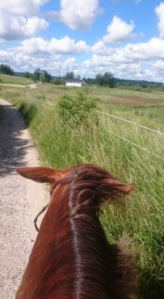 Anden særlig race Knass  billede 4
