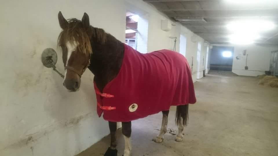 Anden særlig race Knass  billede 5