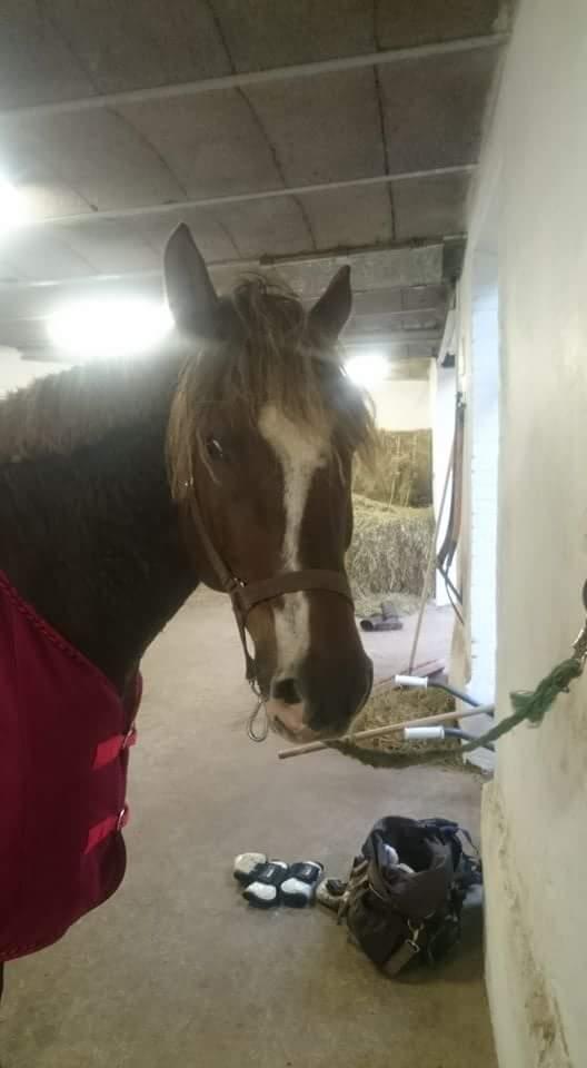 Anden særlig race Knass  billede 6