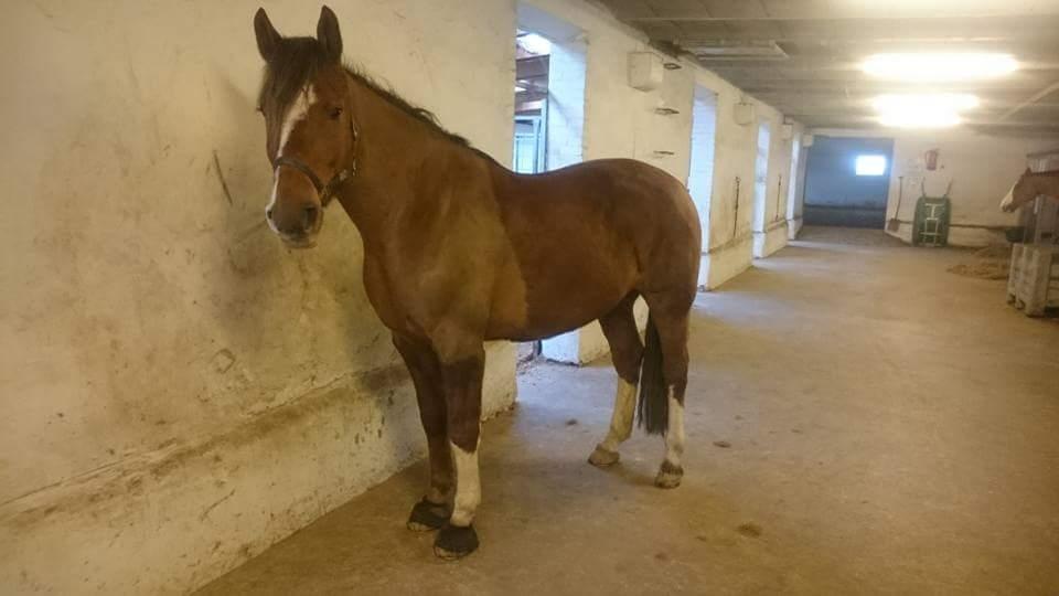 Anden særlig race Knass  billede 7