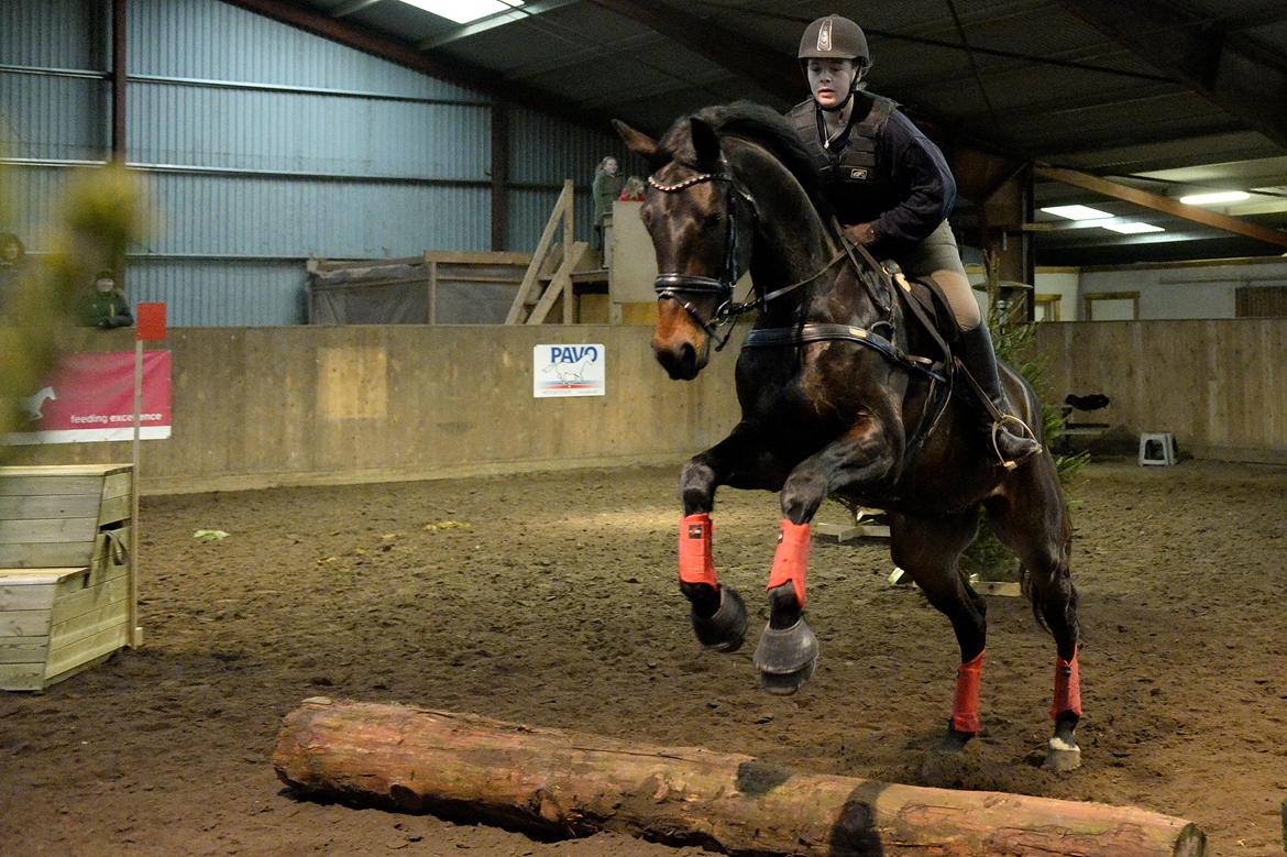 Dansk Varmblod Sieg zack billede 19