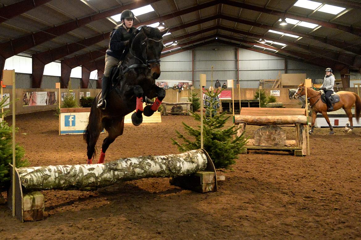 Dansk Varmblod Sieg zack billede 25