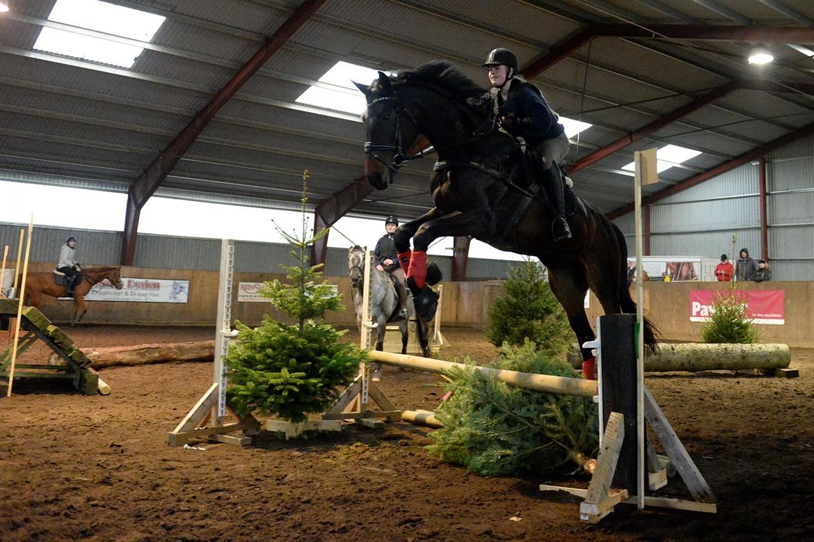 Dansk Varmblod Sieg zack billede 26