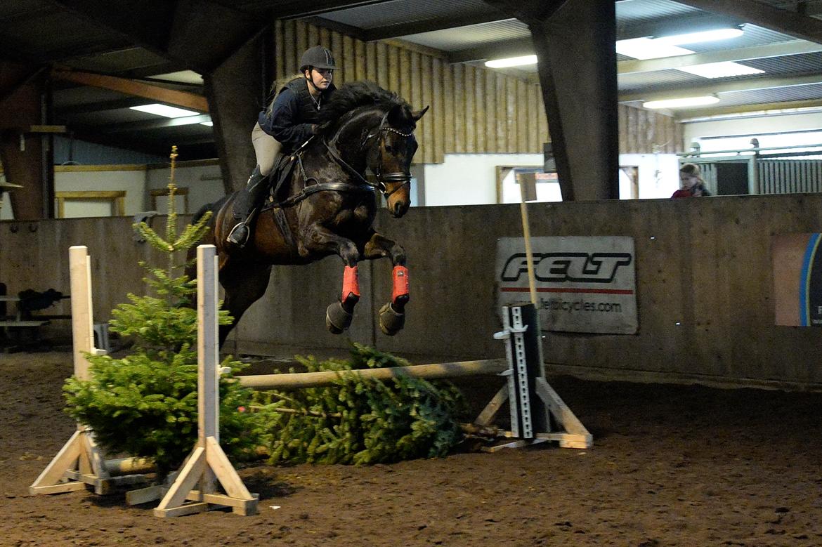 Dansk Varmblod Sieg zack billede 6