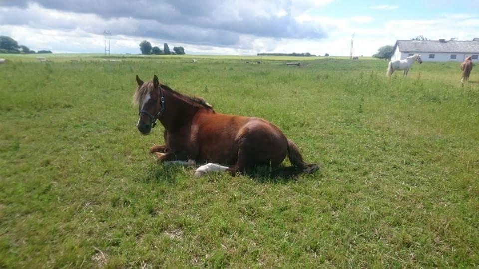 Anden særlig race Knass  billede 8