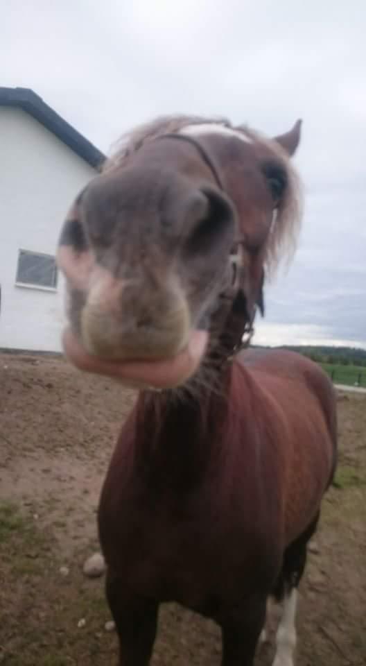 Anden særlig race Knass  billede 10