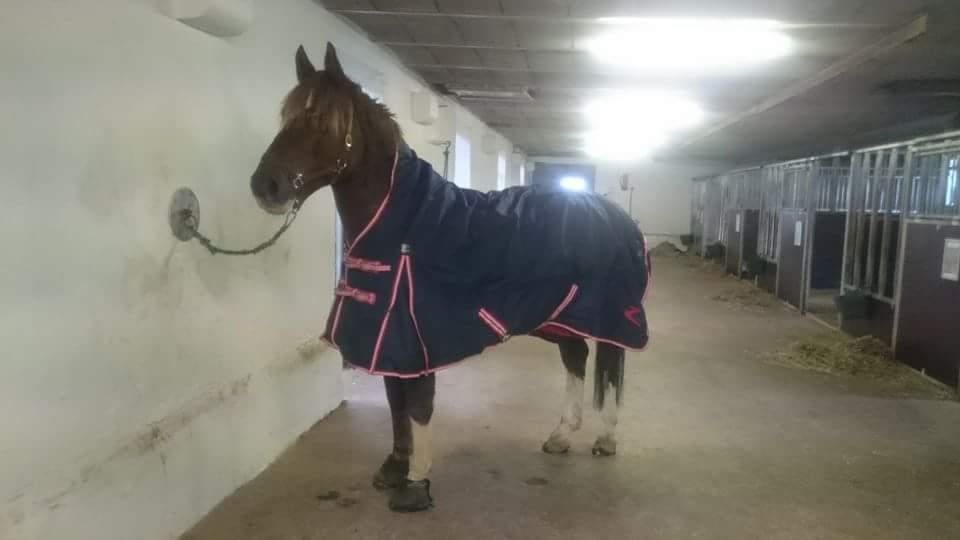 Anden særlig race Knass  billede 11