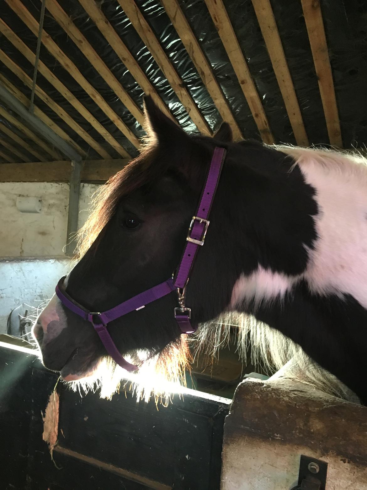 Irish Cob Blue Bell billede 15