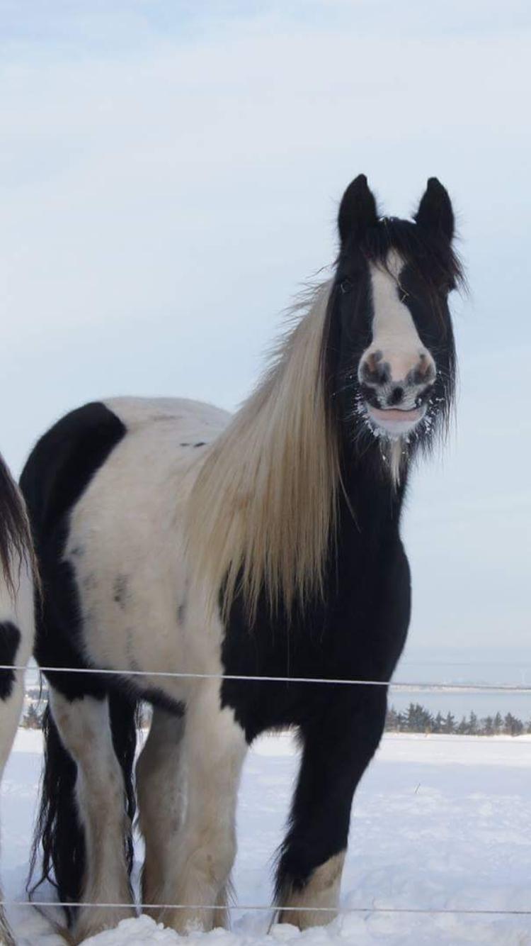 Irish Cob Blue Bell billede 16