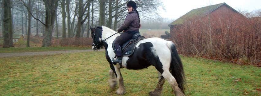 Irish Cob Blue Bell billede 17
