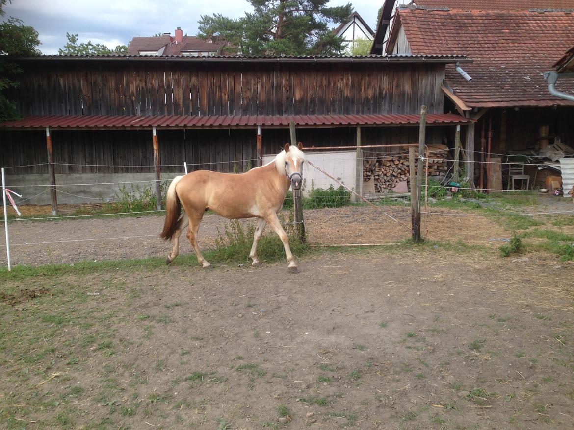 Haflinger Mountainstar billede 2