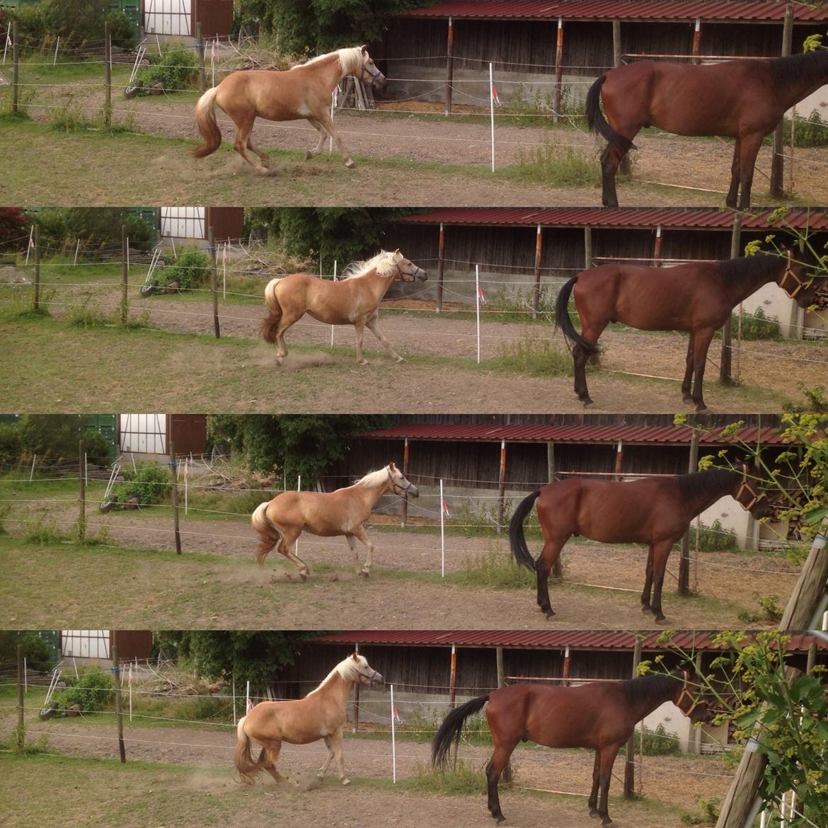 Haflinger Mountainstar - Et lille slide stop voran hegnet.  billede 3