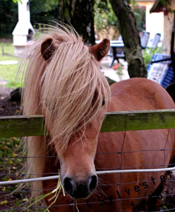 Miniature dundee billede 5