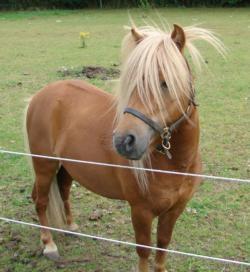 Miniature dundee billede 3