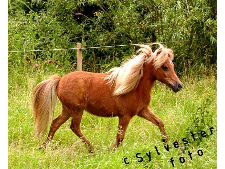 Miniature dundee - se mig jeg løber jeg elsker at løbe billede 2