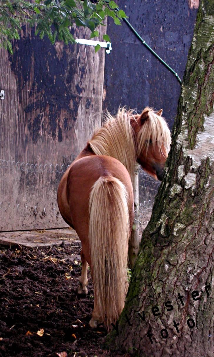 Miniature dundee billede 4