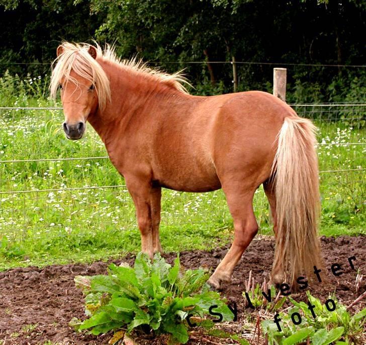 Miniature dundee - velkommen til dundee,s profil billede 1