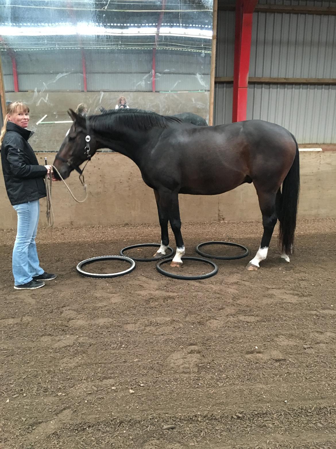 Holstener Caribu billede 13