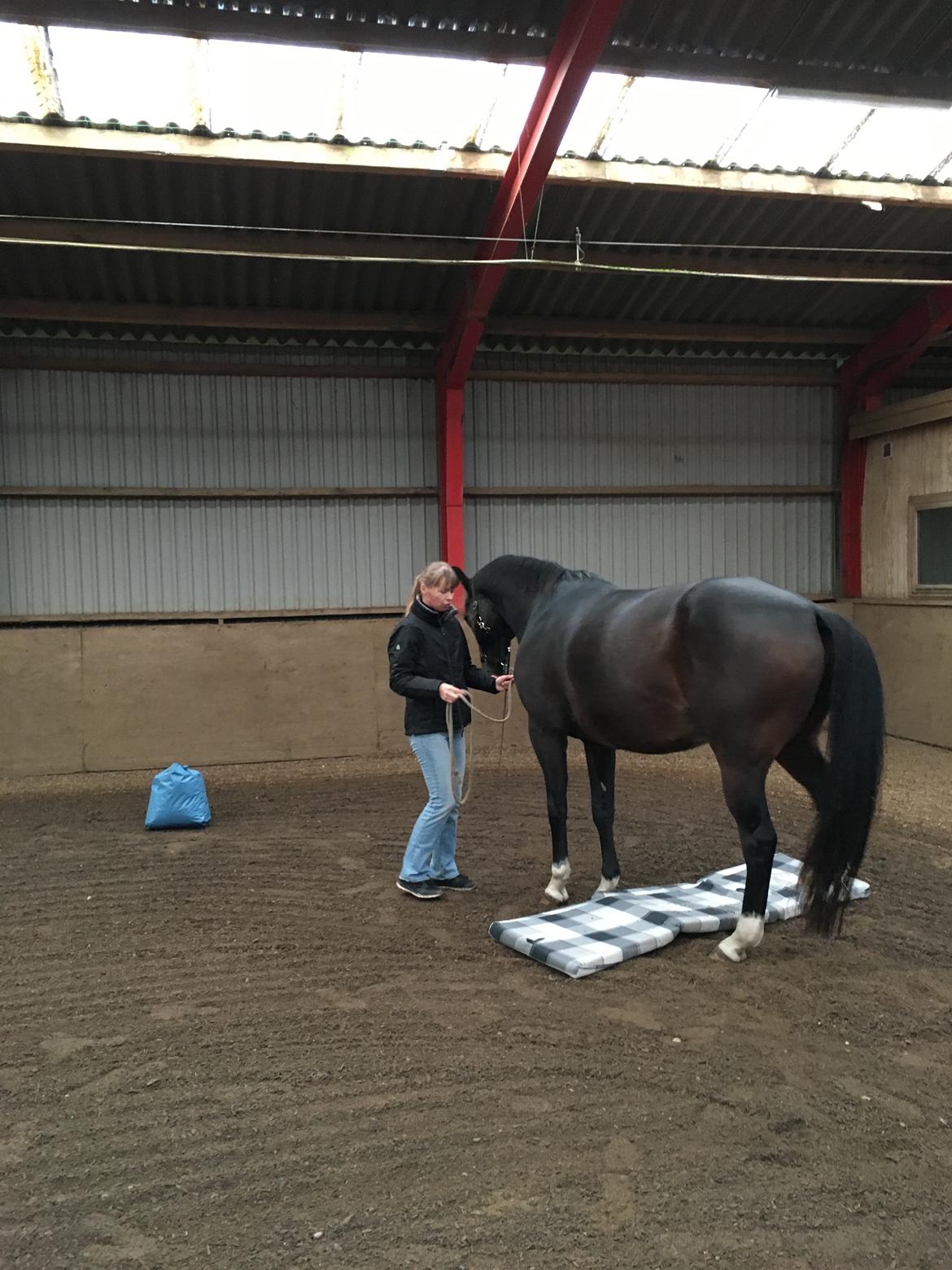 Holstener Caribu billede 11