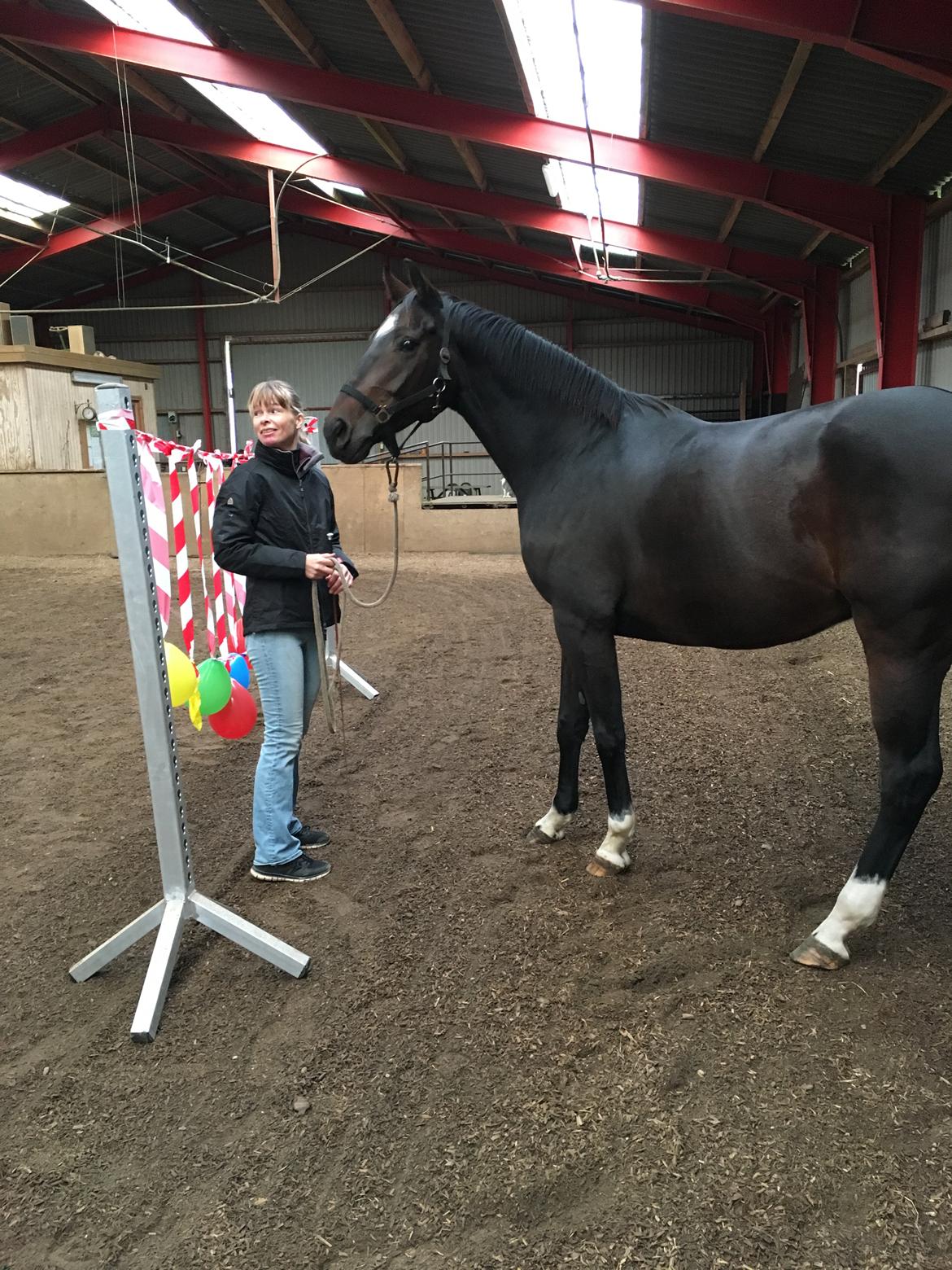 Holstener Caribu billede 15