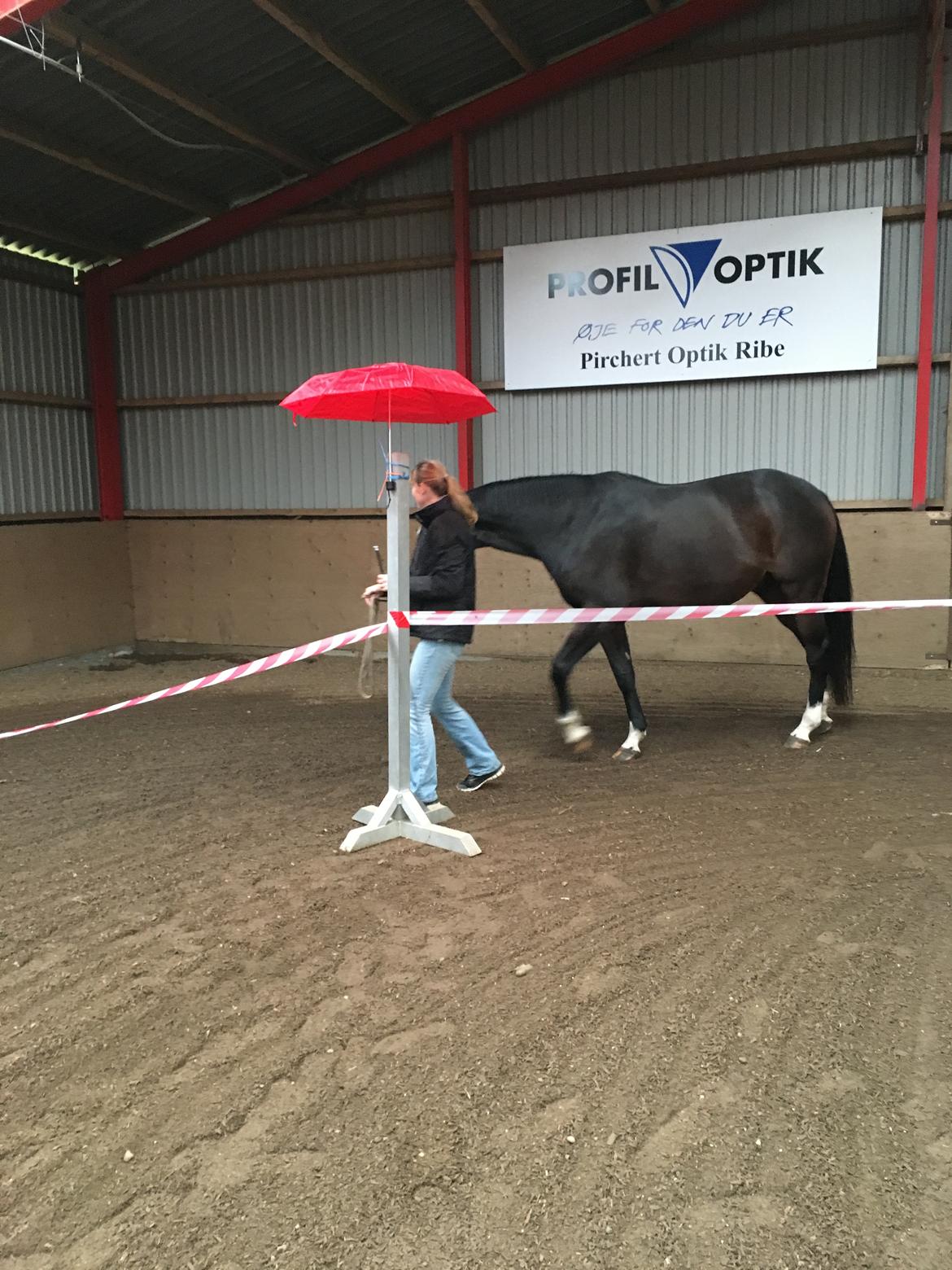 Holstener Caribu billede 14