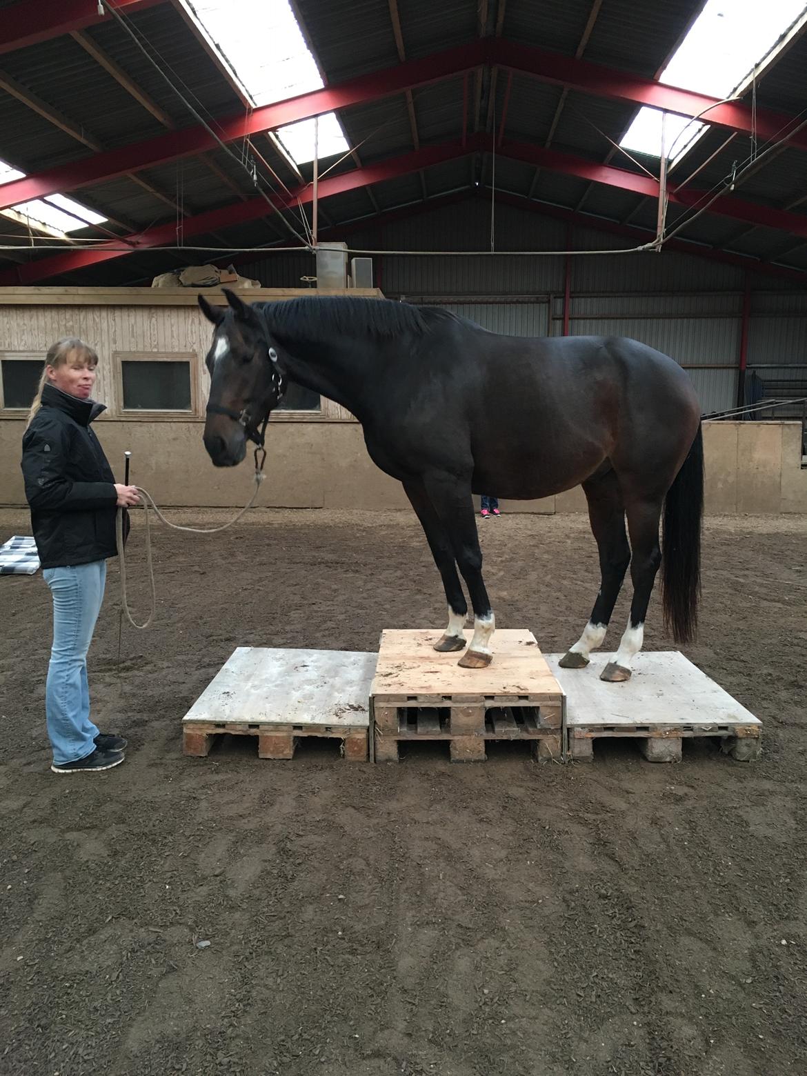 Holstener Caribu billede 17