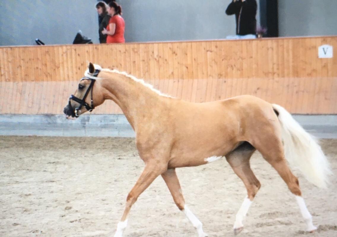 Palomino Bryggergårdens Ginger Ale billede 14