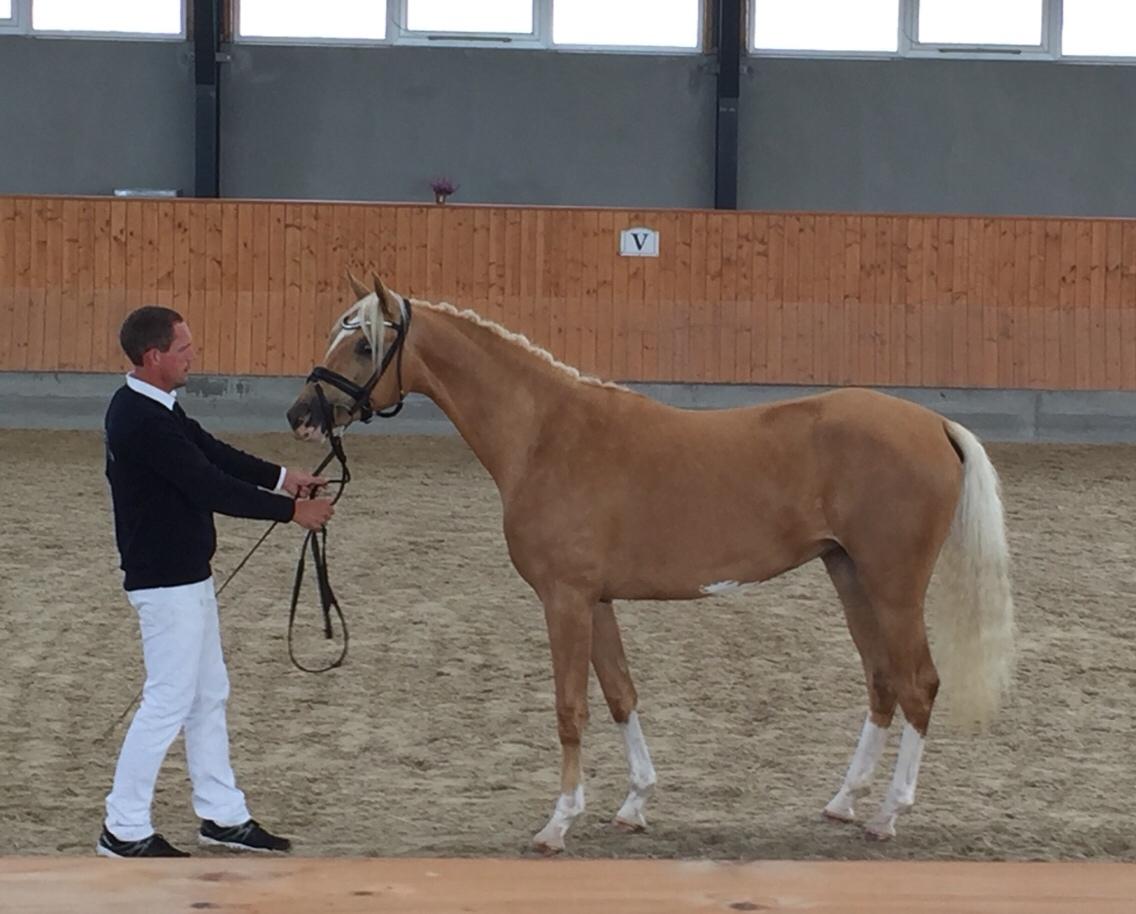 Palomino Bryggergårdens Ginger Ale billede 15