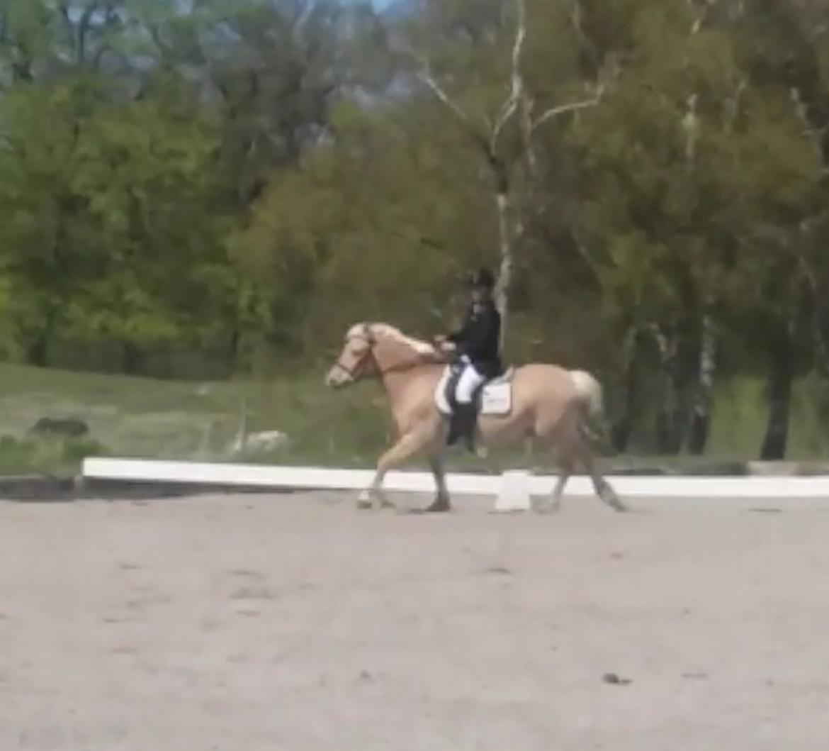 Fjordhest Isbjørn - Savner den dag billede 3