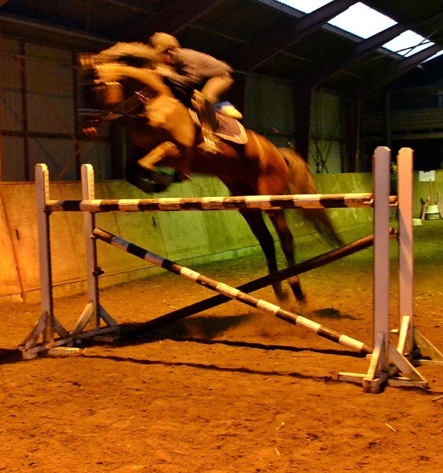 Holstener katrinebjergs Cosmo billede 14