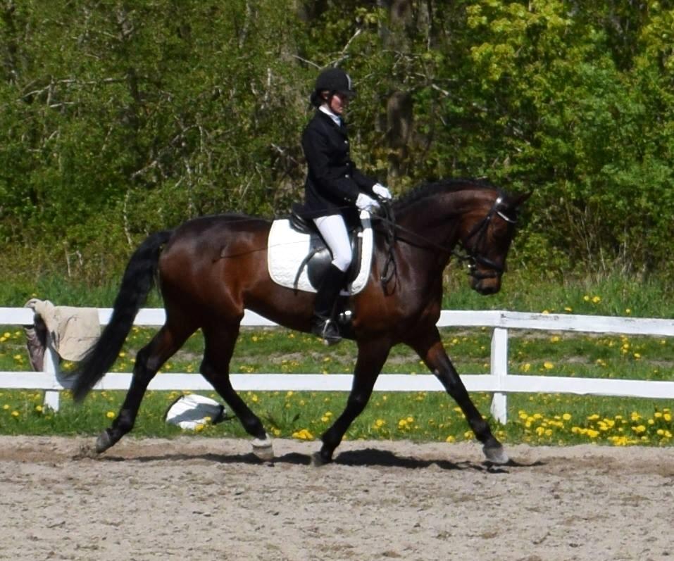 Holstener katrinebjergs Cosmo billede 1