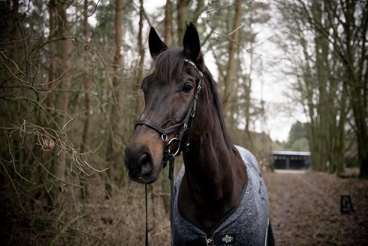 Dansk Varmblod Shadow  billede 10