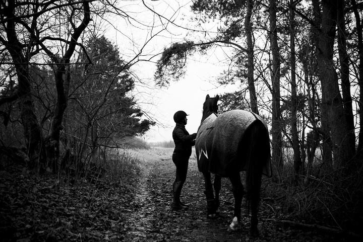 Dansk Varmblod Shadow  billede 2