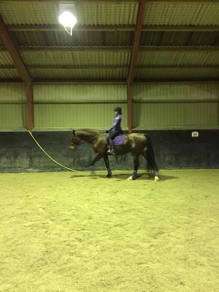 Oldenborg Bakkegårdens charlie - Milepæl #3: Mere eller mindre rid- og styrbar i ridehus i alle tre gangarter. billede 10