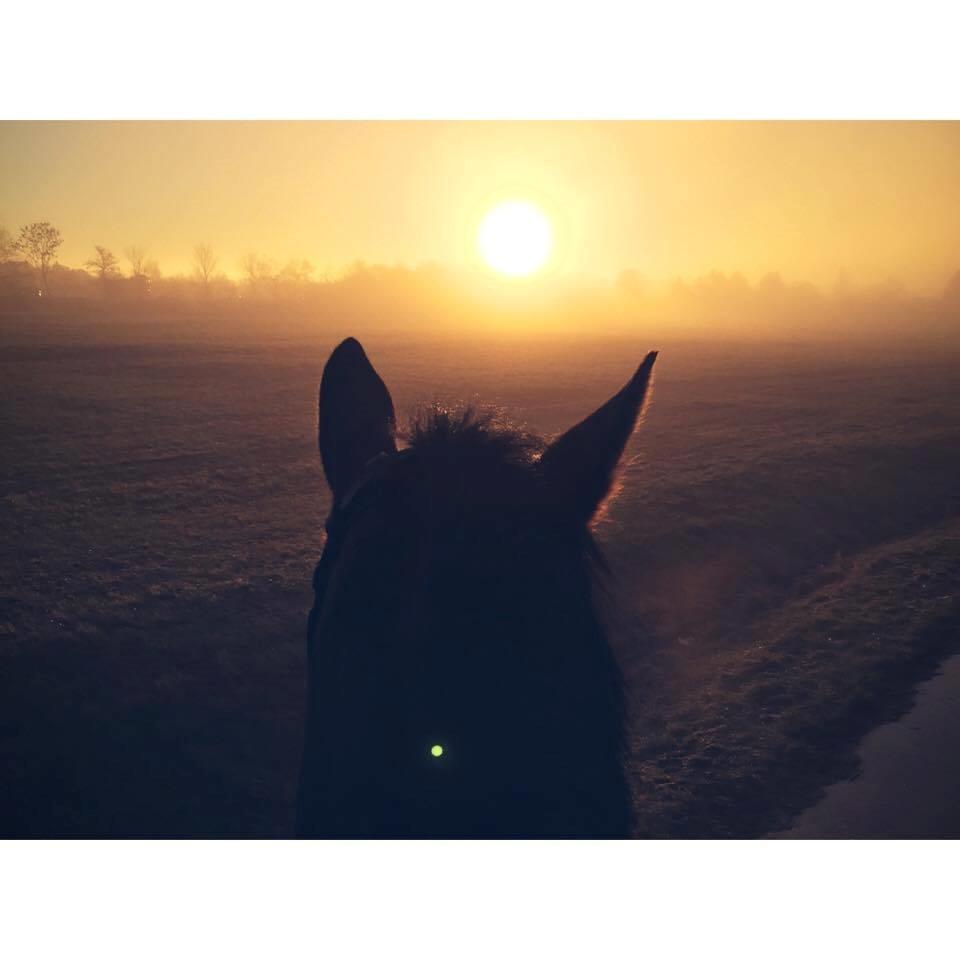 Oldenborg Bakkegårdens charlie - Morgentur på Festivalspladsen i det friske vintervejr. billede 6