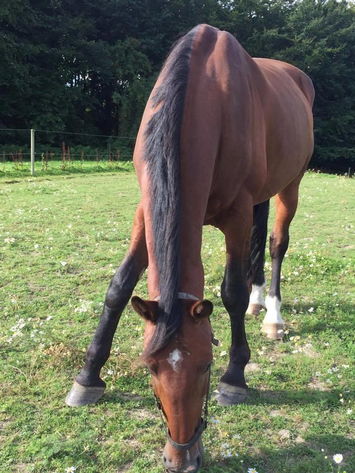 Oldenborg Bakkegårdens charlie - Et af vores første møder i august 2016. "Ung og utæmmet". billede 16